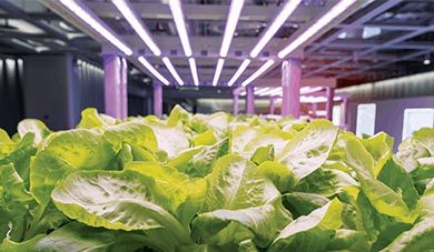 Osram's Fluence LED lighting solution enters Beijing Polar Star Agricultural Industrial Park